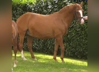 Hannoveraner, Stute, 20 Jahre, 165 cm, Fuchs