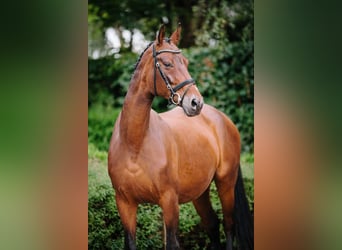 Hannoveraner, Stute, 20 Jahre, 166 cm, Dunkelbrauner