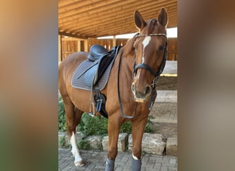 Hannoveraner, Stute, 20 Jahre, 167 cm, Fuchs