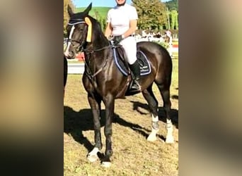 Hannoveraner, Stute, 20 Jahre, 168 cm, Brauner
