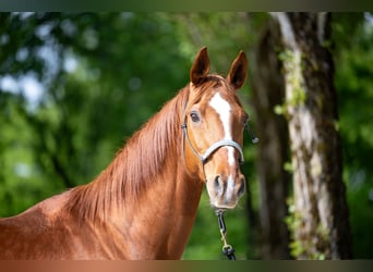 Hannoveraner, Stute, 20 Jahre, 168 cm, Fuchs