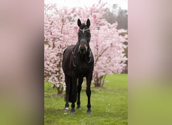 Hannoveraner, Stute, 20 Jahre, 169 cm, Schwarzbrauner