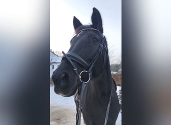 Hannoveraner, Stute, 20 Jahre, 170 cm, Rappe