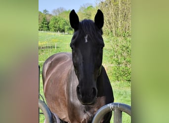 Hannoveraner, Stute, 20 Jahre, 170 cm, Rappe