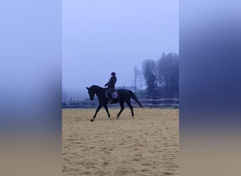 Hannoveraner, Stute, 20 Jahre, 170 cm, Rappe