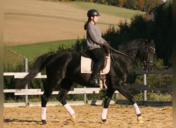 Hannoveraner, Stute, 20 Jahre, 170 cm, Rappe