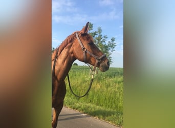 Hannoveraner, Stute, 21 Jahre, 158 cm, Fuchs