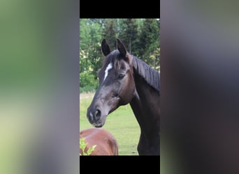 Hannoveraner, Stute, 21 Jahre, 168 cm, Rappe