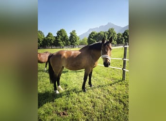 Hannoveraner, Stute, 21 Jahre, Dunkelbrauner