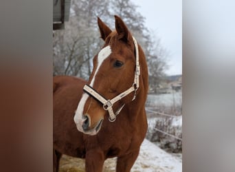 Hannoveraner, Stute, 22 Jahre, 162 cm, Fuchs