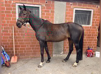 Hannoveraner, Stute, 22 Jahre, 166 cm, Brauner