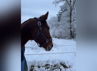 Hannoveraner, Stute, 22 Jahre, 166 cm, Brauner