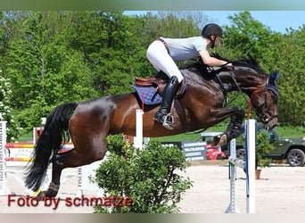 Hannoveraner, Stute, 22 Jahre, 169 cm, Schwarzbrauner