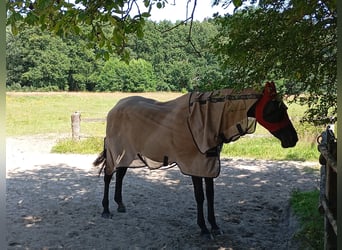 Hannoveraner, Stute, 23 Jahre, 160 cm, Schwarzbrauner