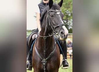 Hannoveraner, Stute, 23 Jahre, 163 cm, Rappe