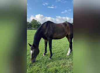 Hannoveraner, Stute, 23 Jahre, 172 cm, Brauner