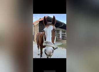 Hannoveraner, Stute, 24 Jahre, 163 cm, Fuchs