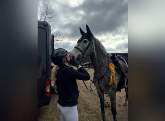 Hannoveraner, Stute, 26 Jahre, 168 cm