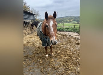 Hannoveraner, Stute, 26 Jahre