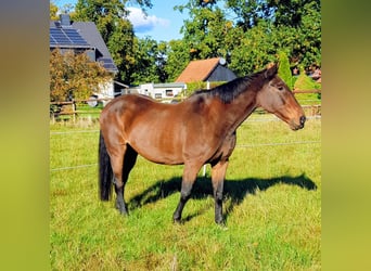 Hannoveraner Mix, Stute, 27 Jahre, 164 cm, Brauner