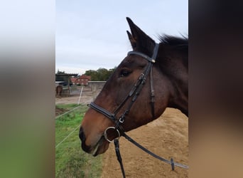 Hannoveraner Mix, Stute, 27 Jahre, 164 cm, Brauner