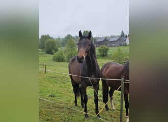 Hannoveraner, Stute, 2 Jahre, 158 cm, Brauner