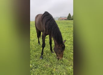 Hannoveraner, Stute, 2 Jahre, 160 cm, Dunkelbrauner