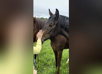 Hannoveraner, Stute, 2 Jahre, 160 cm, Dunkelbrauner