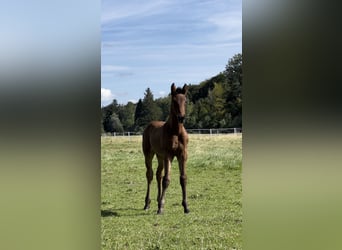 Hannoveraner, Stute, 2 Jahre, 160 cm, Dunkelbrauner