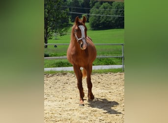 Hannoveraner, Stute, 2 Jahre, 160 cm, Fuchs