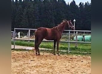 Hannoveraner, Stute, 2 Jahre, 160 cm, Fuchs