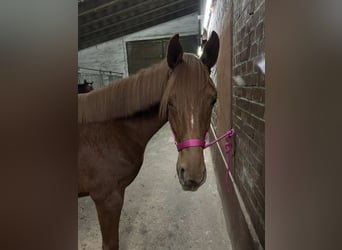 Hannoveraner, Stute, 2 Jahre, 160 cm, Fuchs