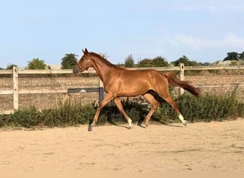 Hannoveraner, Stute, 2 Jahre, 160 cm, Fuchs