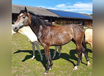 Hannoveraner, Stute, 2 Jahre, 160 cm, Schimmel