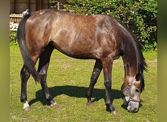 Hannoveraner, Stute, 2 Jahre, 160 cm, Schimmel