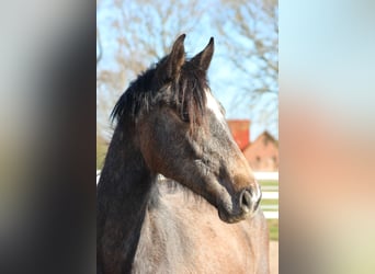 Hannoveraner, Stute, 2 Jahre, 161 cm, Kann Schimmel werden