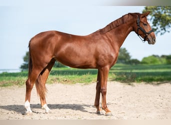 Hannoveraner, Stute, 2 Jahre, 163 cm, Fuchs