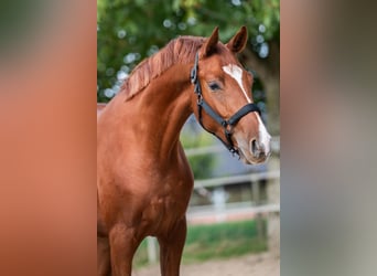 Hannoveraner, Stute, 2 Jahre, 163 cm, Fuchs
