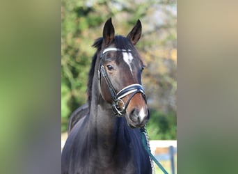 Hannoveraner, Stute, 2 Jahre, 163 cm, Schwarzbrauner
