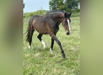 Hannoveraner, Stute, 2 Jahre, 163 cm, Schwarzbrauner