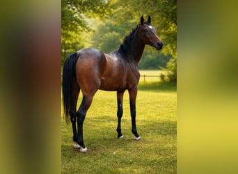 Hannoveraner, Stute, 2 Jahre, 164 cm, Brauner