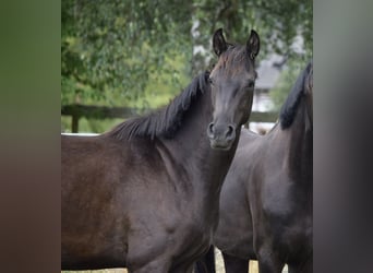 Hannoveraner, Stute, 2 Jahre, 164 cm, Schwarzbrauner