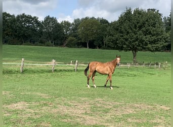 Hannoveraner, Stute, 2 Jahre, 165 cm, Brauner