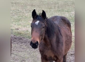 Hannoveraner, Stute, 2 Jahre, 165 cm, Brauner