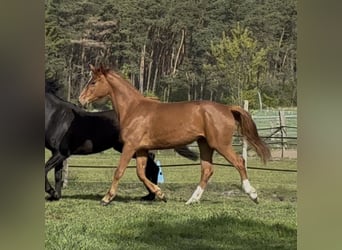 Hannoveraner, Stute, 2 Jahre, 165 cm, Fuchs