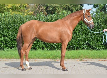 Hannoveraner, Stute, 2 Jahre, 166 cm, Fuchs