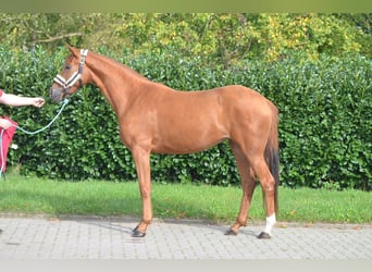 Hannoveraner, Stute, 2 Jahre, 166 cm, Fuchs