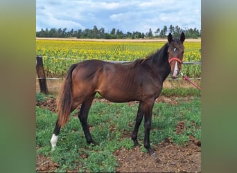 Hannoveraner, Stute, 2 Jahre, 167 cm, Brauner