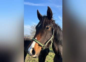 Hannoveraner, Stute, 2 Jahre, 167 cm, Brauner