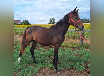 Hannoveraner, Stute, 2 Jahre, 167 cm, Brauner